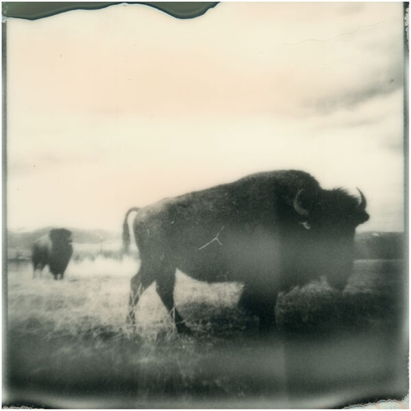 Missoula Bison - Ltd. Ed. Print