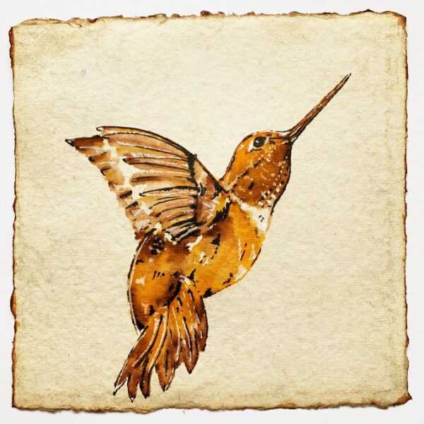 Rufous Hummingbird